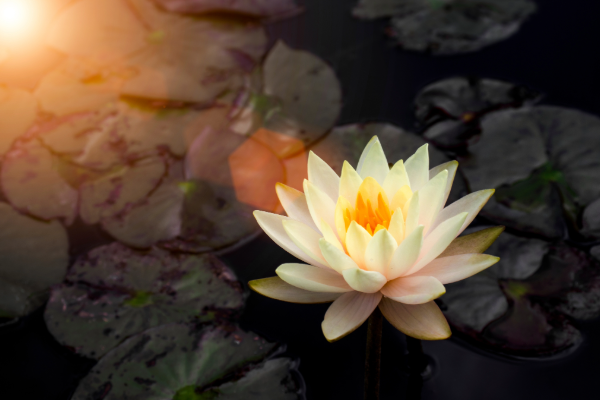 Lotus_Flower_Rising_Represents_Worthyness