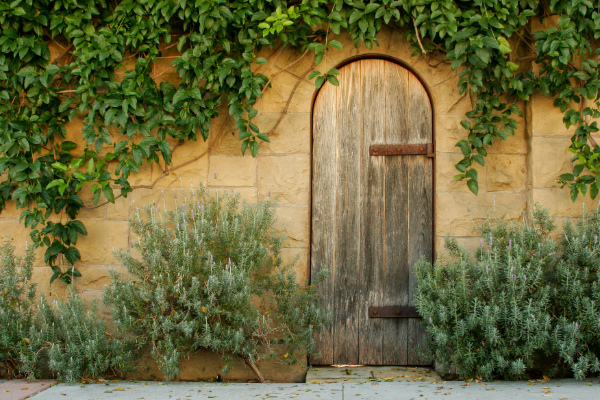 wood-door-surrounded-green-plants-representing-choice